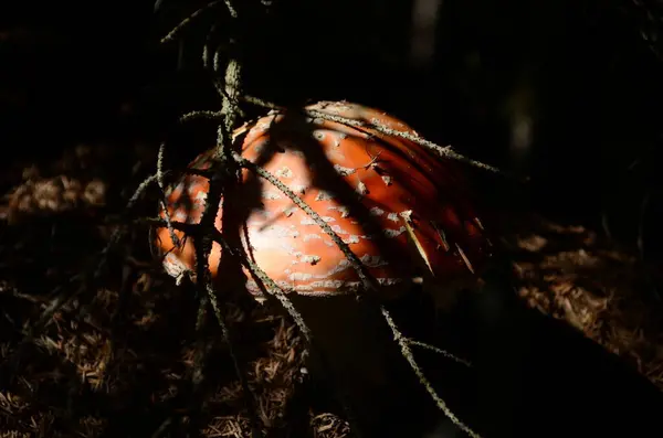 Крупный План Ядовитого Молодого Мухомора Солнечном Осеннем Лесу — стоковое фото