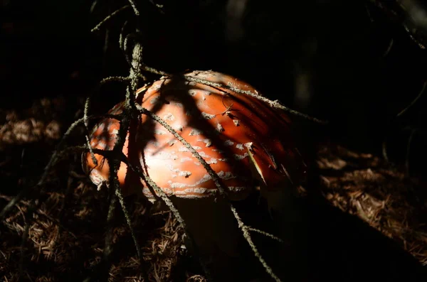 Zbliżenie Trujący Młody Mucha Agaric Grzyb Słoneczny Jesienny Las — Zdjęcie stockowe