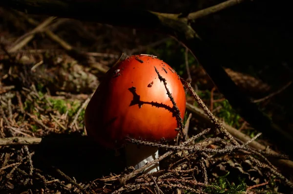 숲에서 버섯의 — 스톡 사진