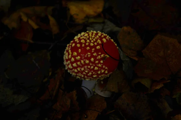 日当たりの良い秋の森の中で有毒な若いフライアグリキノコのクローズアップ — ストック写真