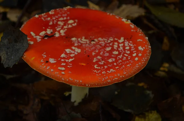 Close Venenoso Jovem Mosca Cogumelo Agárico Floresta Outono Ensolarada — Fotografia de Stock