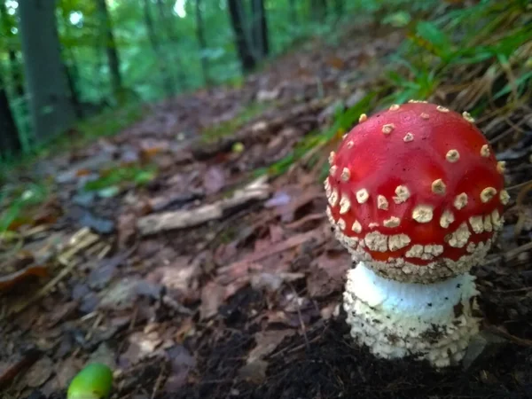 Close Van Giftige Jonge Fly Agaric Mushroom Het Zonnige Herfstbos — Stockfoto