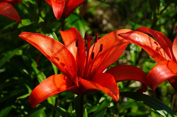Hermosa Flor Lirio Sobre Fondo Hojas Verdes Flores Lilium Jardín — Foto de Stock