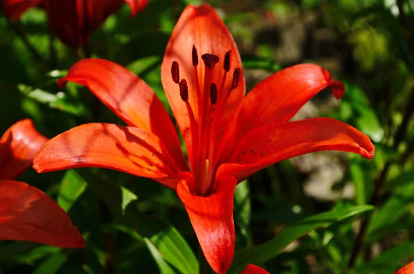 Beautiful Lily flower on green leaves background. Lilium flowers in the garden. Background texture plant fire lily with orange buds. Image plant blooming orange tropical flower lily