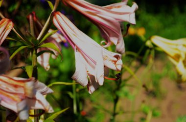 Yeşil yapraklar üzerinde güzel bir Lily çiçeği. Bahçedeki zambak çiçekleri. Arkaplan dokusu, turuncu tomurcuklu zambak gibi yanıyor. Görüntü bitkisi turuncu tropikal çiçekleri açıyor.