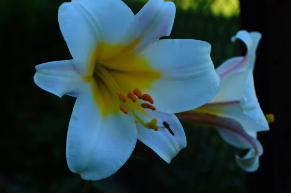 Vacker Lily Blomma Gröna Blad Bakgrund Liliumblommor Trädgården Bakgrundskonsistens Växt — Stockfoto