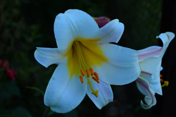 Vacker Lily Blomma Gröna Blad Bakgrund Liliumblommor Trädgården Bakgrundskonsistens Växt — Stockfoto