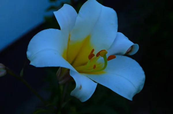 Piękny Kwiat Lilii Zielonym Tle Liści Kwiaty Liliowe Ogrodzie Konsystencja — Zdjęcie stockowe