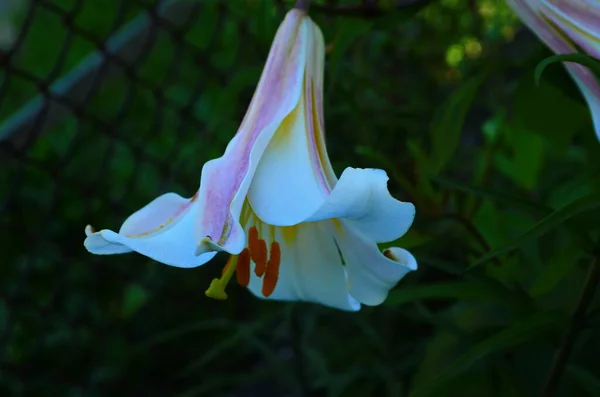 Yeşil Yapraklar Üzerinde Güzel Bir Lily Çiçeği Bahçedeki Zambak Çiçekleri — Stok fotoğraf