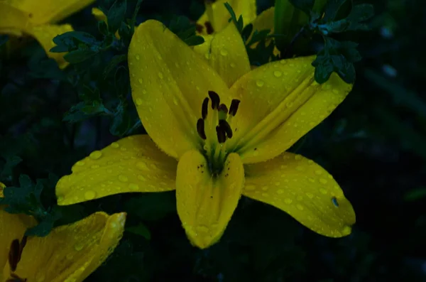 Hermosa Flor Lirio Sobre Fondo Hojas Verdes Flores Lilium Jardín —  Fotos de Stock