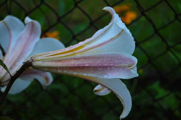 Hermosa Flor Lirio Sobre Fondo Hojas Verdes Flores Lilium Jardín —  Fotos de Stock