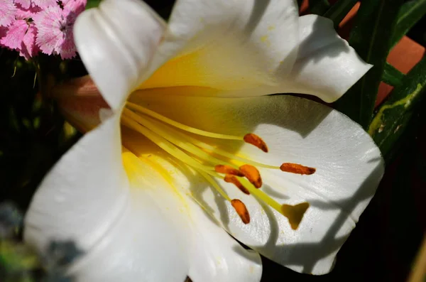 Yeşil Yapraklar Üzerinde Güzel Bir Lily Çiçeği Bahçedeki Zambak Çiçekleri — Stok fotoğraf