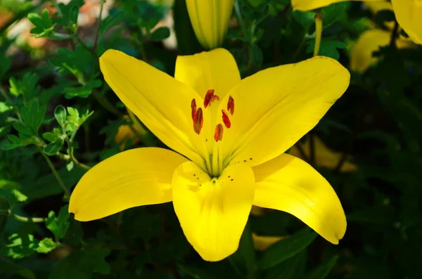 Gyönyörű Liliom Virág Zöld Levelek Háttér Liliom Virágok Kertben Háttér — Stock Fotó