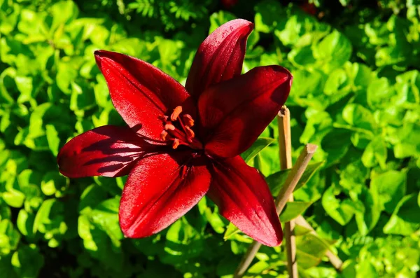 Hermosa Flor Lirio Sobre Fondo Hojas Verdes Flores Lilium Jardín —  Fotos de Stock