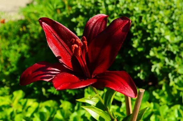 Hermosa Flor Lirio Sobre Fondo Hojas Verdes Flores Lilium Jardín —  Fotos de Stock