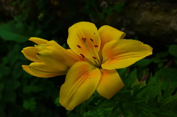 Beautiful Lily flower on green leaves background. Lilium flowers in the garden. Background texture plant fire lily with orange buds. Image plant blooming orange tropical flower lily