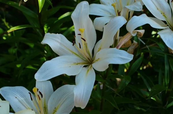 Beautiful Lily Flower Green Leaves Background Lilium Flowers Garden Background — Stock Photo, Image