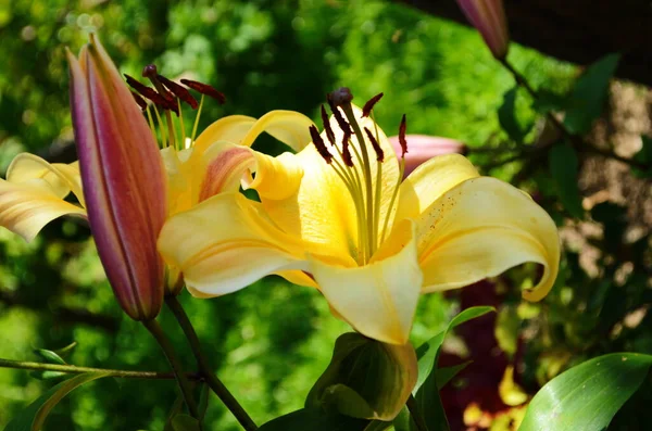 Hermosa Flor Lirio Sobre Fondo Hojas Verdes Flores Lilium Jardín — Foto de Stock