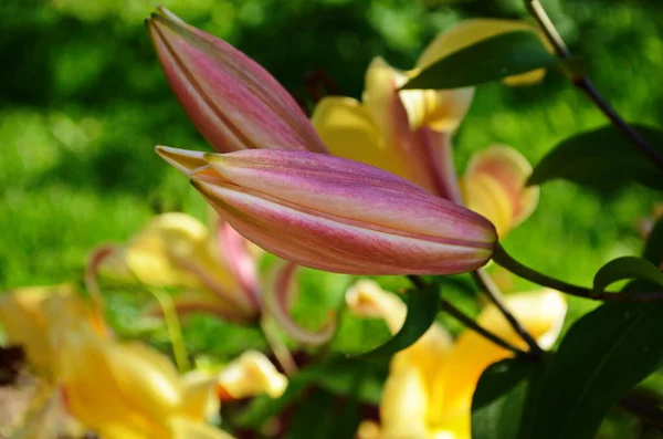 Hermosa Flor Lirio Sobre Fondo Hojas Verdes Flores Lilium Jardín —  Fotos de Stock