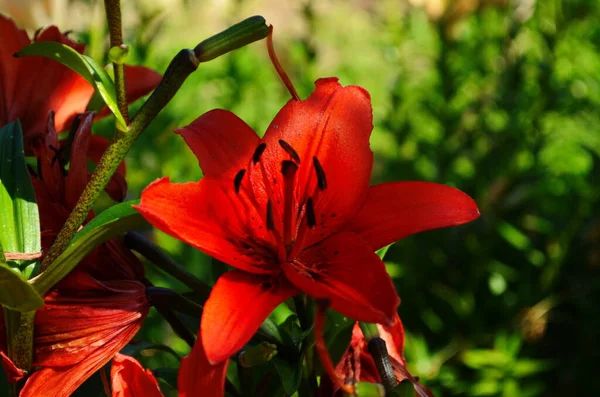 Όμορφο Λουλούδι Lily Πράσινο Φόντο Φύλλα Λουλούδια Λίλιουμ Στον Κήπο — Φωτογραφία Αρχείου