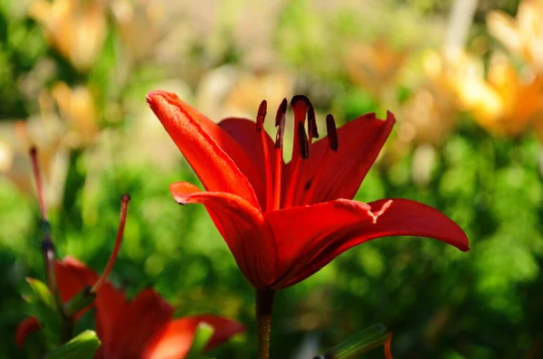 Gyönyörű Liliom Virág Zöld Levelek Háttér Liliom Virágok Kertben Háttér — Stock Fotó