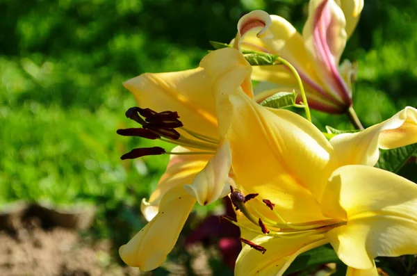 Hermosa Flor Lirio Sobre Fondo Hojas Verdes Flores Lilium Jardín —  Fotos de Stock