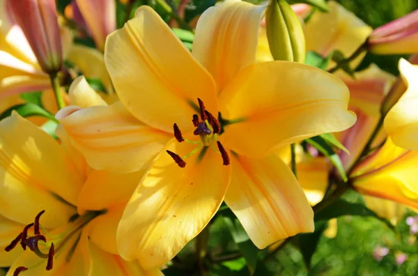 Прекрасна Квітка Лілії Фоні Зеленого Листя Квіти Лілії Саду Фонова — стокове фото