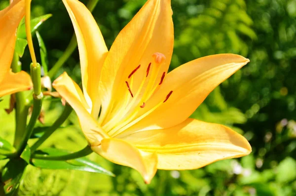 Hermosa Flor Lirio Sobre Fondo Hojas Verdes Flores Lilium Jardín —  Fotos de Stock