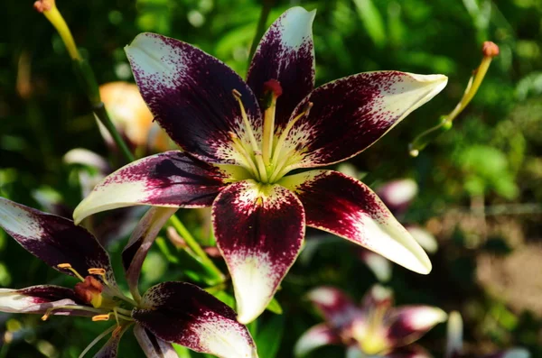 Hermosa Flor Lirio Sobre Fondo Hojas Verdes Flores Lilium Jardín —  Fotos de Stock