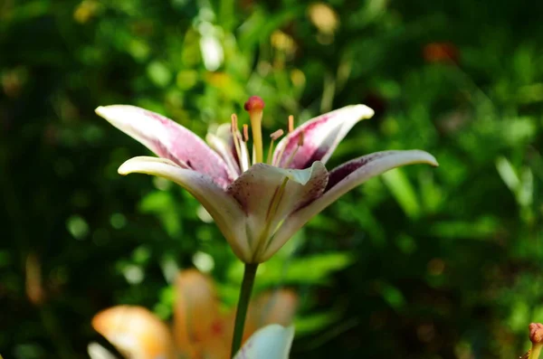 Vacker Lily Blomma Gröna Blad Bakgrund Liliumblommor Trädgården Bakgrundskonsistens Växt — Stockfoto