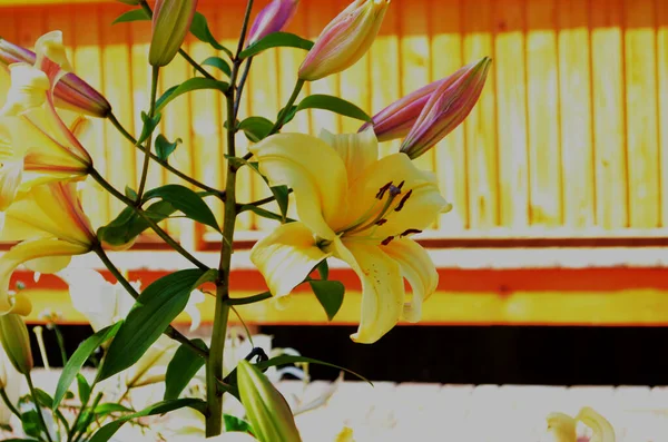 Vacker Lily Blomma Gröna Blad Bakgrund Liliumblommor Trädgården Bakgrundskonsistens Växt — Stockfoto