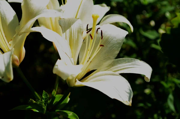 Vacker Lily Blomma Gröna Blad Bakgrund Liliumblommor Trädgården Bakgrundskonsistens Växt — Stockfoto