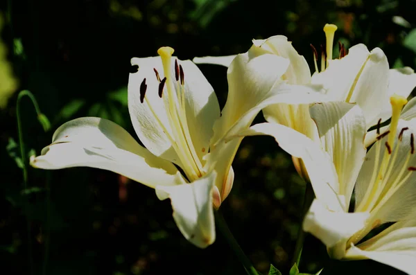 Hermosa Flor Lirio Sobre Fondo Hojas Verdes Flores Lilium Jardín — Foto de Stock