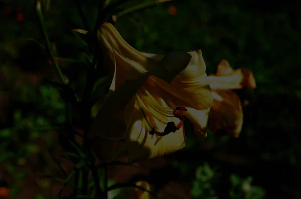 Piękny Kwiat Lilii Zielonym Tle Liści Kwiaty Liliowe Ogrodzie Konsystencja — Zdjęcie stockowe
