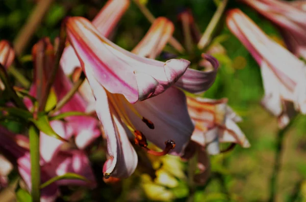 Hermosa Flor Lirio Sobre Fondo Hojas Verdes Flores Lilium Jardín —  Fotos de Stock