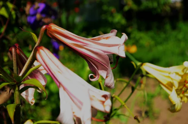 Hermosa Flor Lirio Sobre Fondo Hojas Verdes Flores Lilium Jardín —  Fotos de Stock