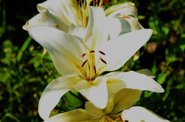 Прекрасна квітка лілії на фоні зеленого листя. Квіти лілії в саду. Фонова текстура рослини вогняна лілія з помаранчевими бруньками. Зображення рослини квітучої тропічної квіткової лілії — стокове фото