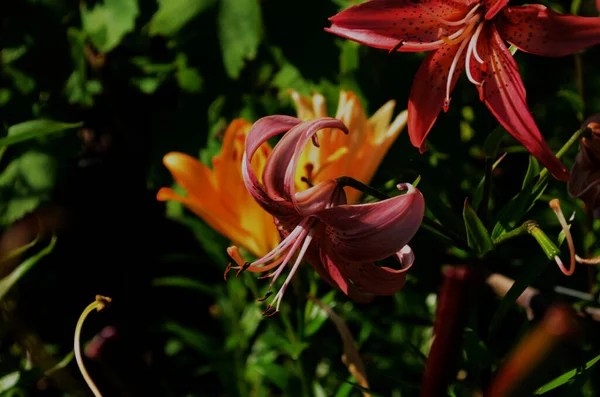 Mooie Lily bloem op groene bladeren achtergrond. Lilium bloemen in de tuin. Achtergrond textuur plant vuur lelie met oranje knoppen. Afbeelding plant bloeiende tropische bloem lelie — Stockfoto