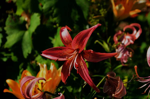 Mooie Lily bloem op groene bladeren achtergrond. Lilium bloemen in de tuin. Achtergrond textuur plant vuur lelie met oranje knoppen. Afbeelding plant bloeiende tropische bloem lelie — Stockfoto