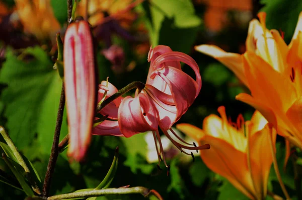 Hermosa flor de lirio sobre fondo de hojas verdes. Flores de Lilium en el jardín. Textura de fondo planta fuego lirio con brotes de naranja. Imagen planta flor flor tropical lirio —  Fotos de Stock