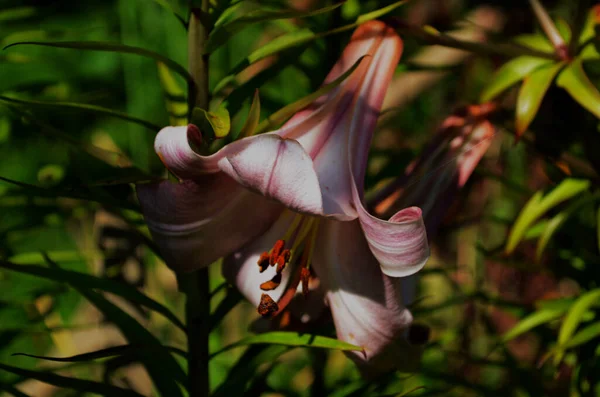 Yeşil yapraklar üzerinde güzel bir Lily çiçeği. Bahçedeki zambak çiçekleri. Arkaplan dokusu, turuncu tomurcuklu zambak gibi yanıyor. Görüntü bitkisi tropikal çiçekli zambak — Stok fotoğraf
