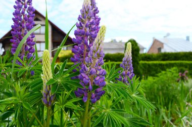 Çiçek açan lupin çiçekleri. Lupin tarlası. Çayırda mor ve pembe lupin. Renkli lupinler yaz çiçeği arkaplanı ya da tebrik kartı.