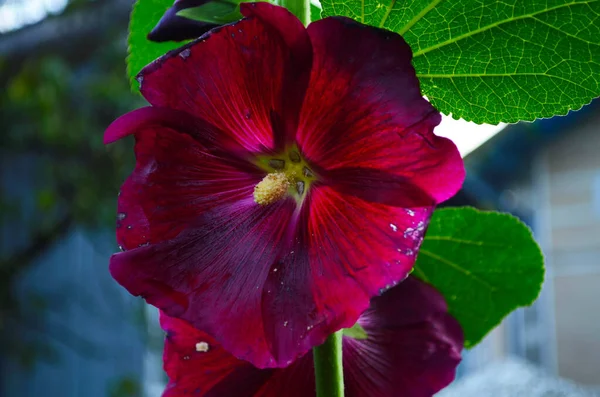 Bright Pink Hollyhock Flower Garden Mallow Flowers Shallow Depth Field — Stock Photo, Image