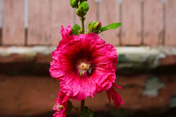 Ljusrosa Hollyhock Blomma Trädgården Mallow Blommor Grunt Skärpedjup Selektiv Inriktning — Stockfoto