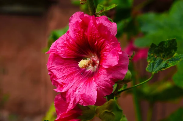 분홍색 정원에 꽃봉오리를 그린다 영역의 깊이를 측정하 선택적 — 스톡 사진