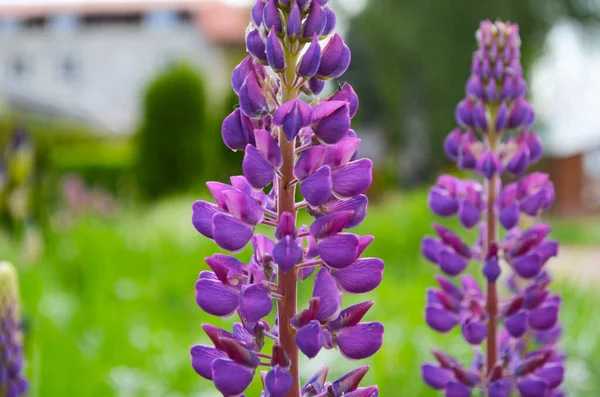 Flores Tremoço Florescendo Campo Tremoços Lupin Violeta Rosa Prado Bando — Fotografia de Stock