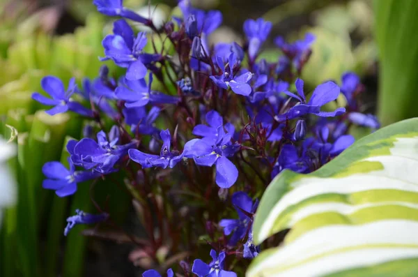 Lobelia Compacta Pequenas Flores Azuis Jardim — Fotografia de Stock