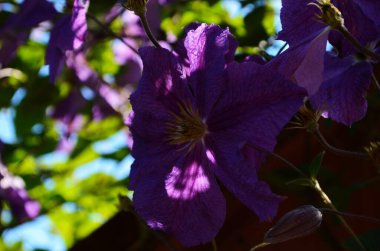 Clematis viticella mor çiçek bahçede. Mor mavi Clematis, yeşil yapraklarla çevrili mor-mavi çiçekler..