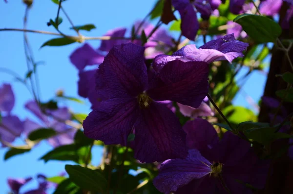 Clematis Viticella Flor Púrpura Jardín Azul Violeta Clematis Flores Azul — Foto de Stock
