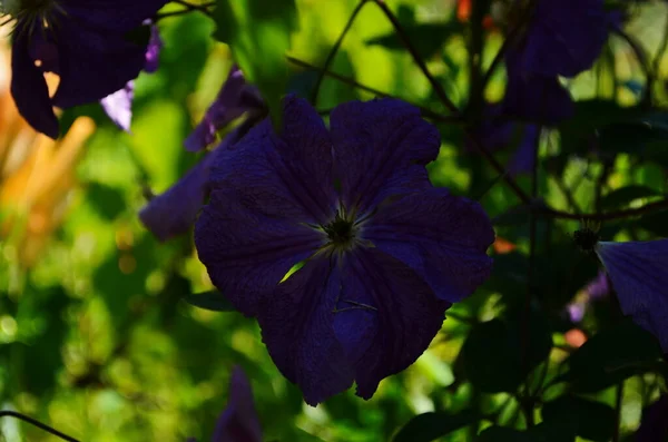 Clematis Viticella Purple Flower Garden Violet Blue Clematis Purple Blue — Stock Photo, Image